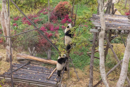 跟随专家老师参观基地，探索大熊猫保护的前世今生