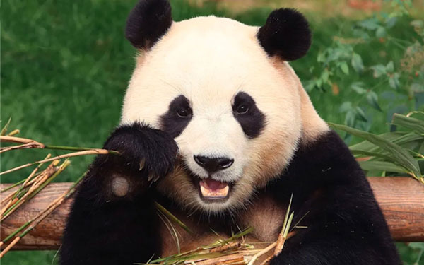 连续三年承担国宝大熊猫转运任务 奥铃北极熊护送“福宝”回家_图片新闻