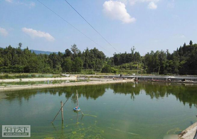 华驰新闻四川鱼塘3万斤鱼被水活活烫死然而