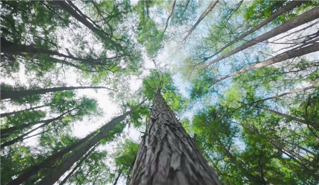 奕派科技 以技术深耕与用户承诺破局新能源赛道