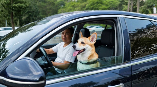 2026 周末出走计划” 精选宠物友善驾车路线 与毛孩共享完美旅程 2026 周末出走计划” 精选宠物友善驾车路线 与毛孩共享完美旅程